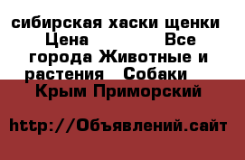 сибирская хаски щенки › Цена ­ 10 000 - Все города Животные и растения » Собаки   . Крым,Приморский